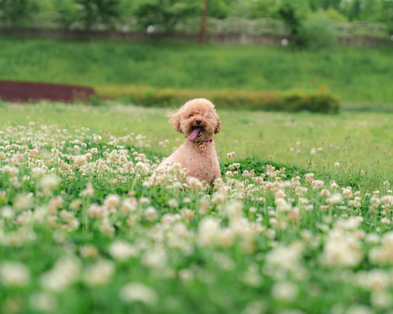 강아지 프로필