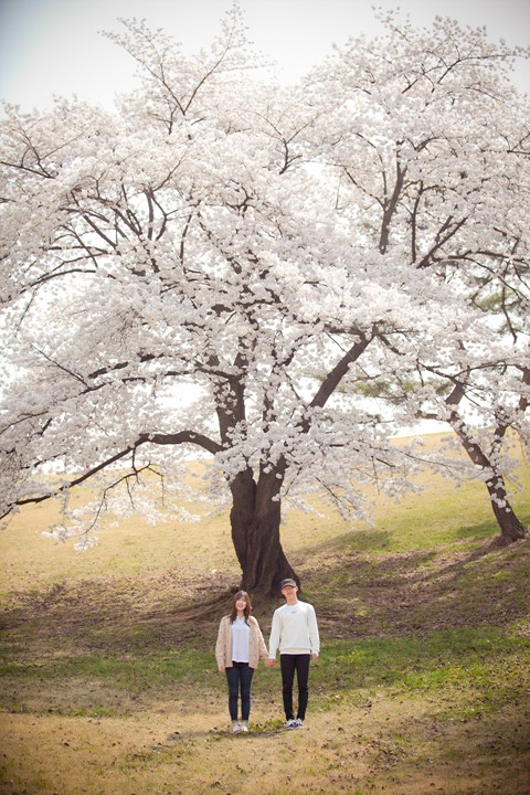 벚꽃 데이트 스냅