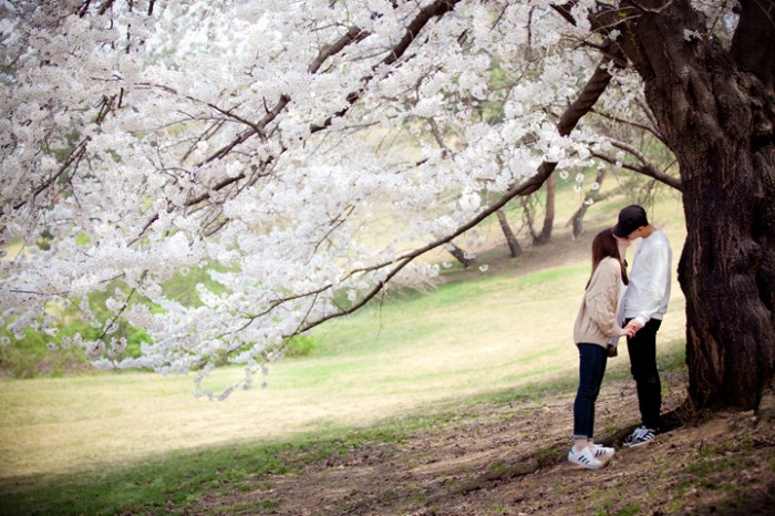 벚꽃 데이트 스냅