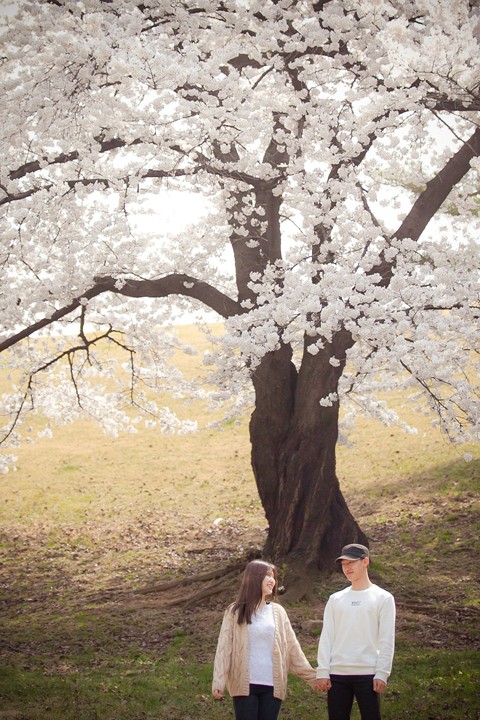벚꽃 데이트 스냅