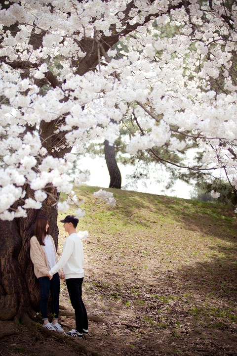 벚꽃 데이트 스냅